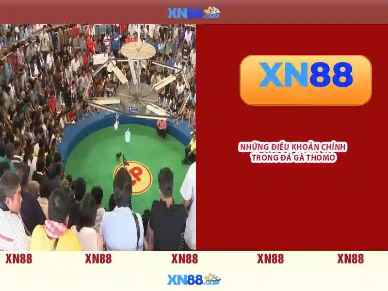 Xn88 – Tổng quan về nền tảng cá cược trực tuyến