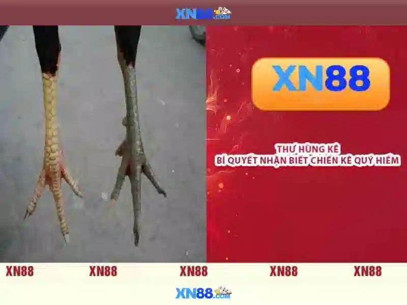 xn88: Nền tảng trò chơi trực tuyến đáng tin cậy