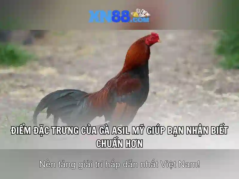xn88: Nền tảng giải trí và cộng đồng game thủ