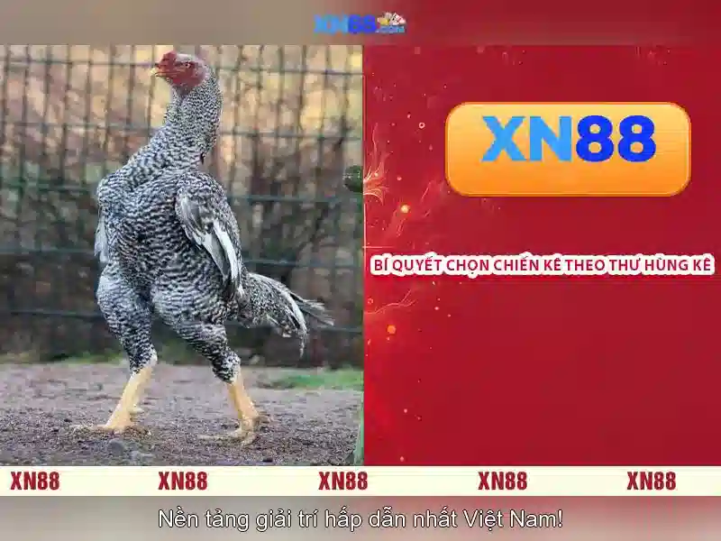 xn88: Đánh giá và hướng dẫn tham gia