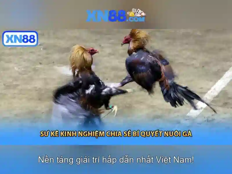 Trải nghiệm người dùng và các trò chơi