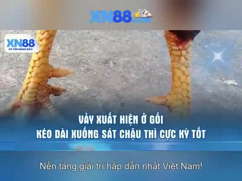 xn88: Nền tảng trực tuyến và trải nghiệm chơi game